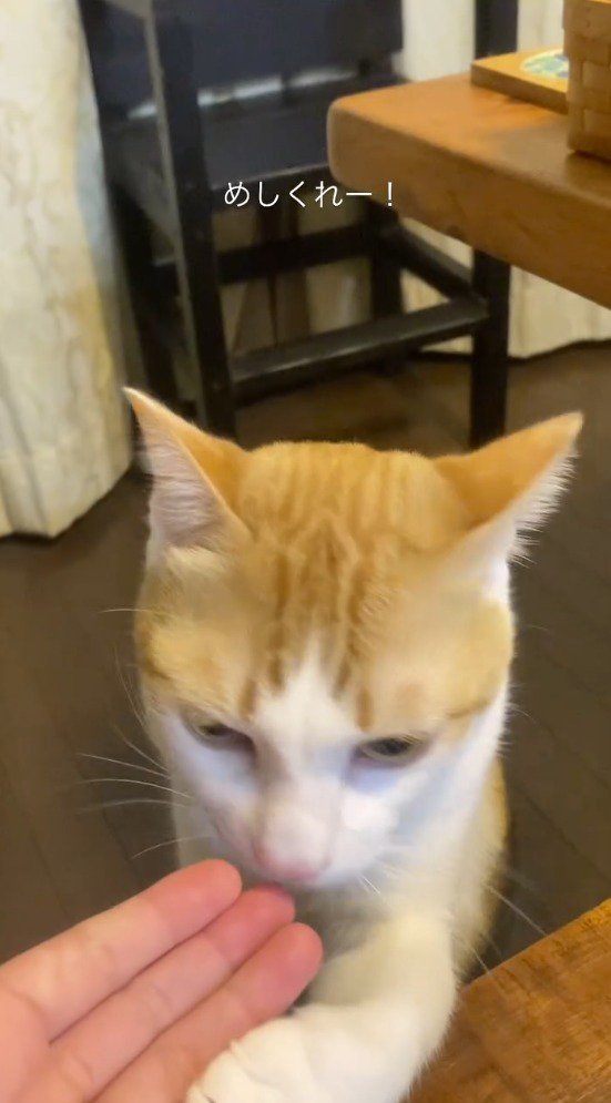 飼い主の手の匂いを嗅ぐ猫