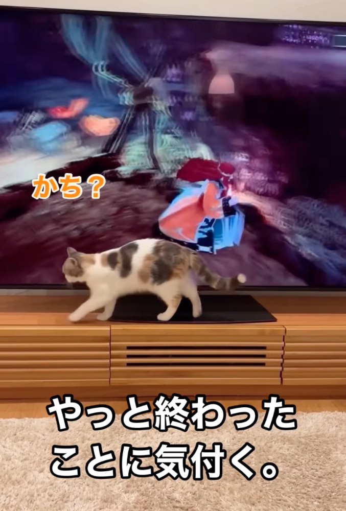 テレビ台の上を歩く猫