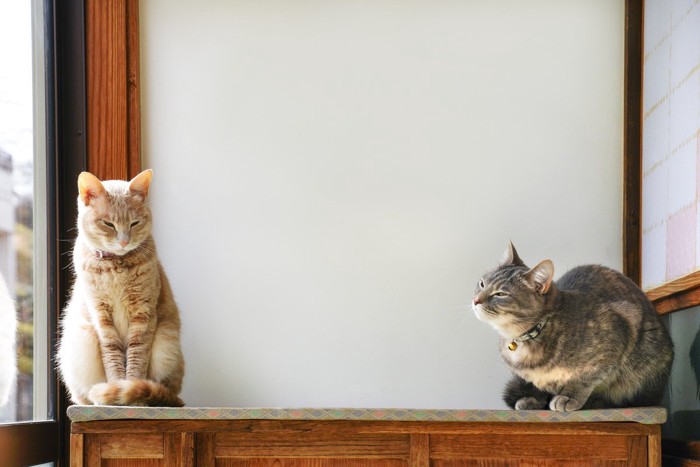 少し離れて座る2匹の猫