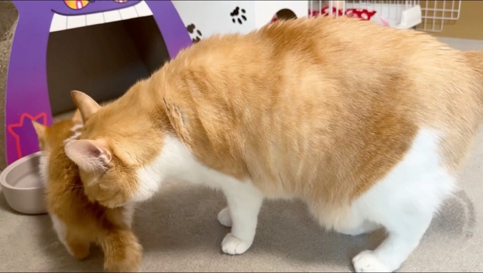 子猫の匂いを嗅ぐ茶白猫