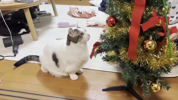 ツリーを見上げる豆大福くん