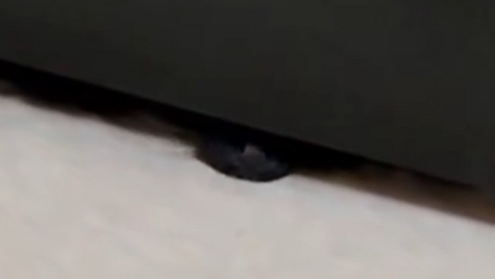 黒猫の鼻