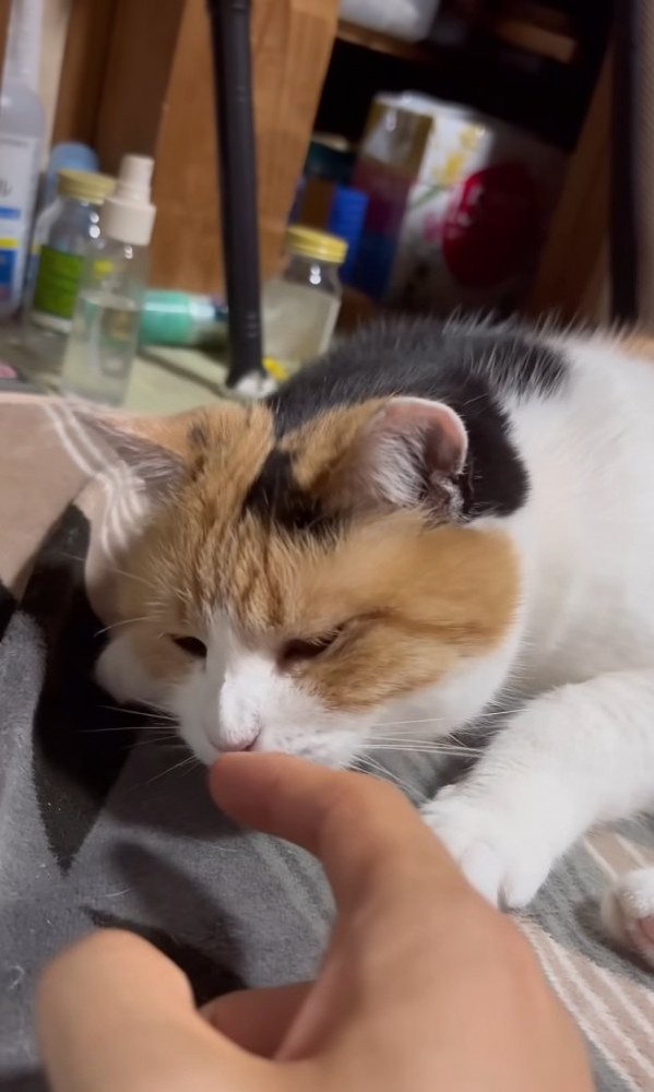 キスする猫