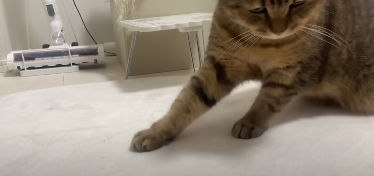 後ずさりする猫