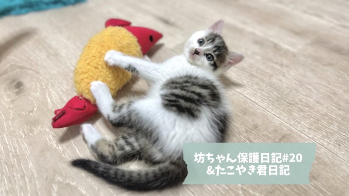 坊ちゃんの紹介写真