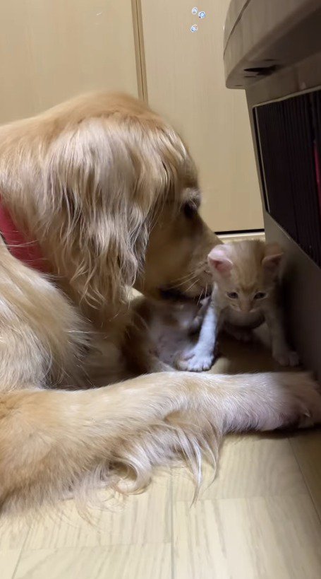 目の前を横切る子猫に顔を近づける犬