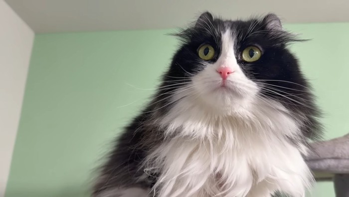 こころちゃんのアップ