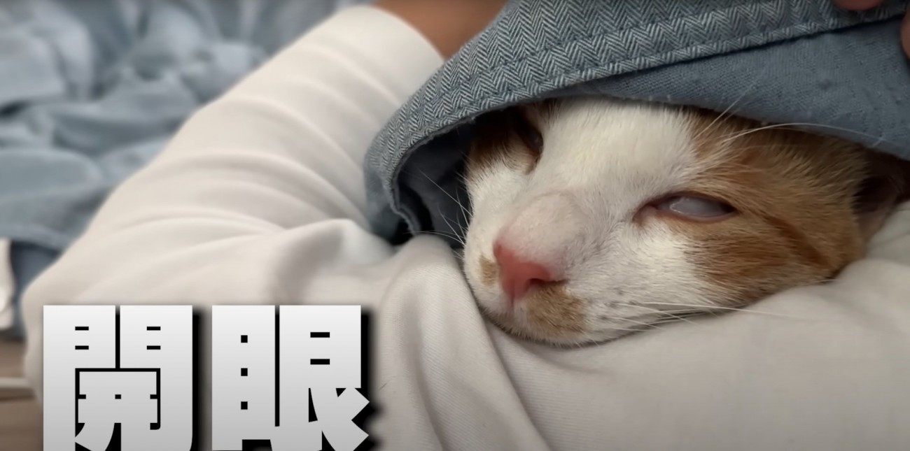 目を開けたまま眠るチップくん