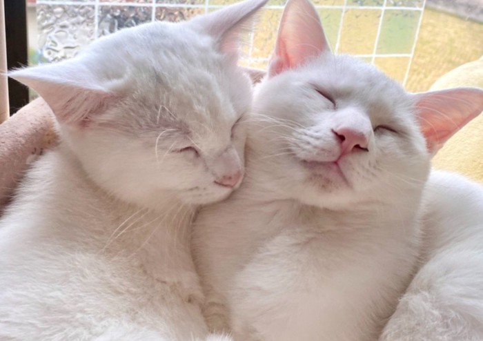 くっついて寝ている2匹