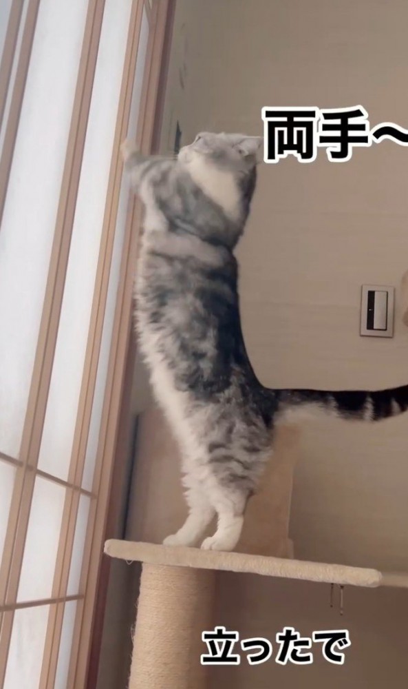 立ち上がる猫2
