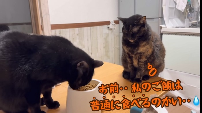 普通にこげみちゃんのゴハンを食べるすみおくん