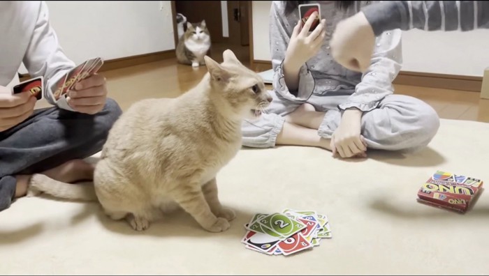 家族の腕を見つめるクリーム色の猫