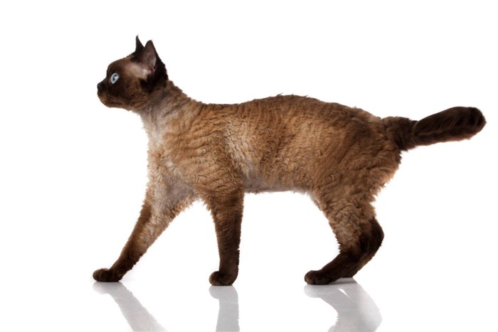 デボンレックス