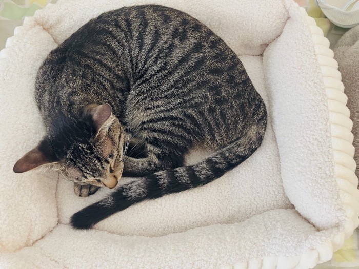 猫用ベッドで眠るキジトラ猫
