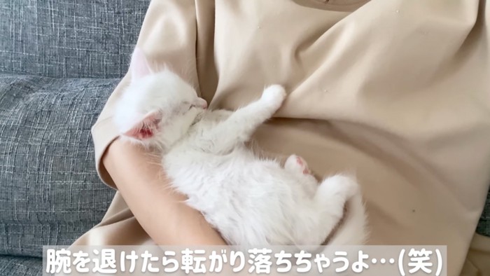 体を預ける猫