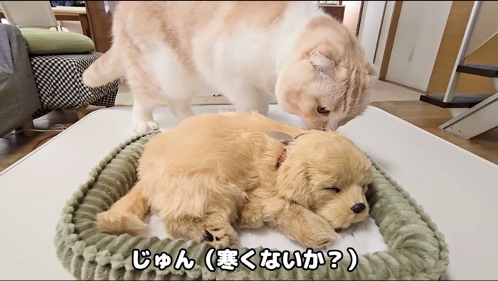 子犬のぬいぐるみの匂いを嗅ぐ猫