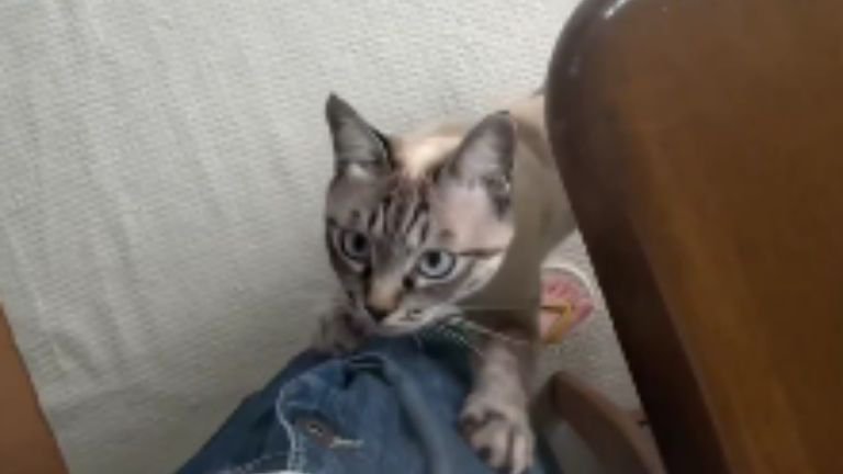 甘えている猫