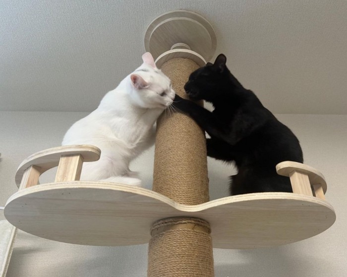 キャットタワーの上でパンチをする白猫と黒猫