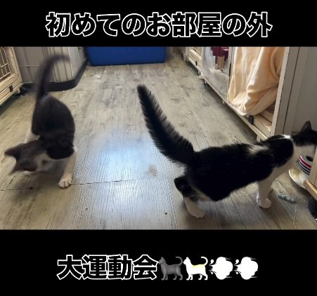 自由に遊ぶ2匹の猫