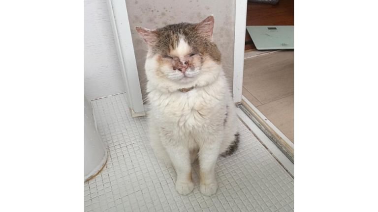 お風呂場にいる猫