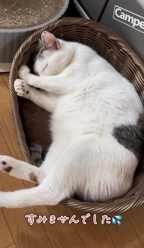 カゴの中に入って寝ているサバ白猫