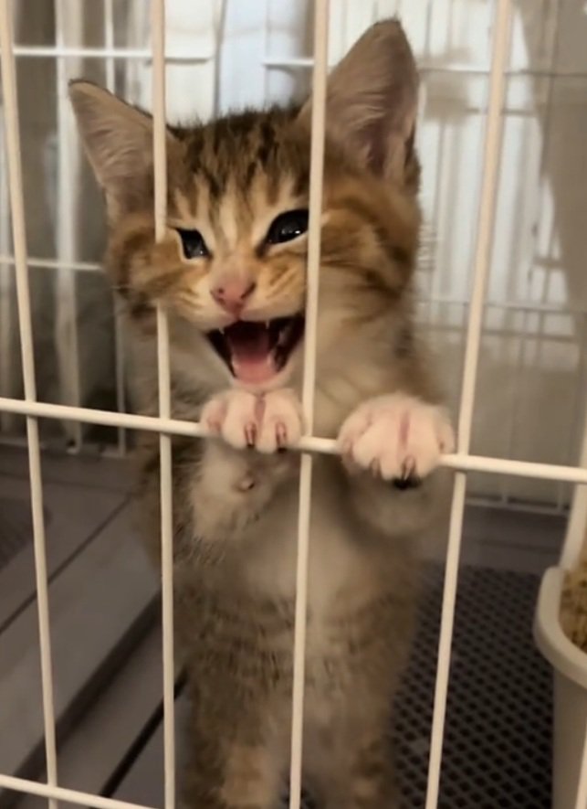 顔がケージにめり込むにこりちゃん