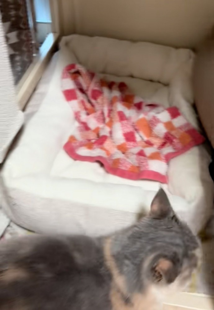 動き出す猫