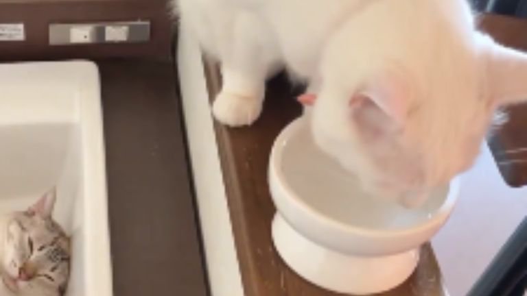 洗面台にいる猫