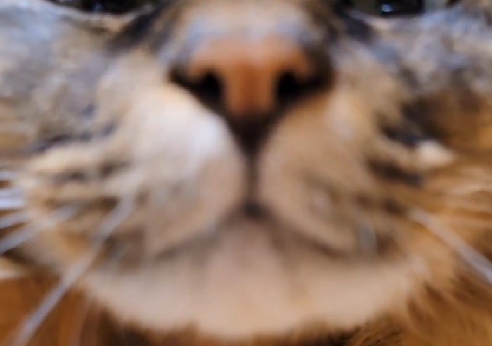 猫の口のアップ