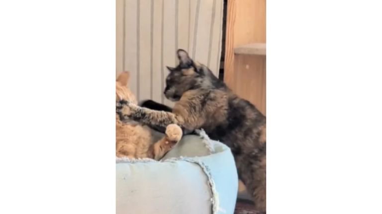 ケンカしている猫たち