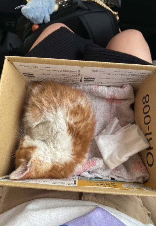 段ボールで眠る子猫