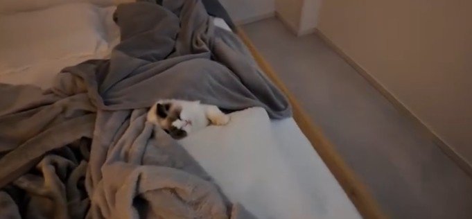 寝ている猫