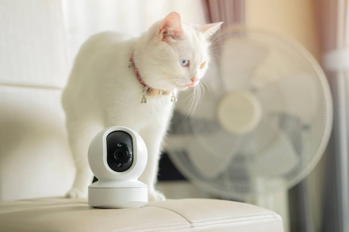 白猫とペットカメラ