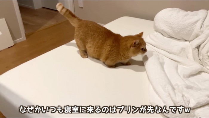 ベッドの上に乗る茶トラ猫