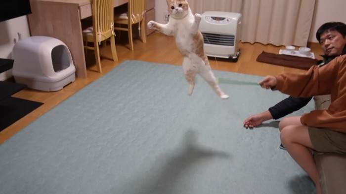 ジャンプする猫