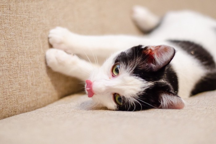 鼻を舐めながら寝転がる猫