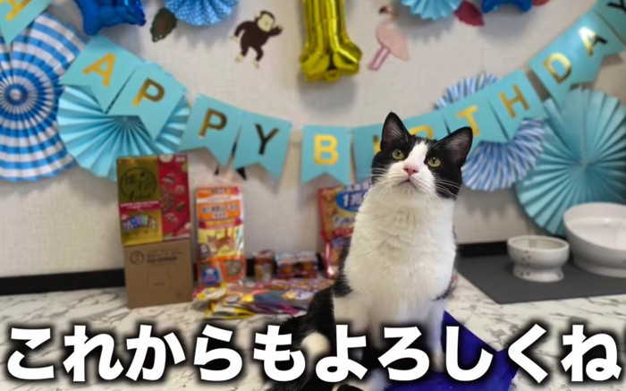 誕生日をお祝いされる猫