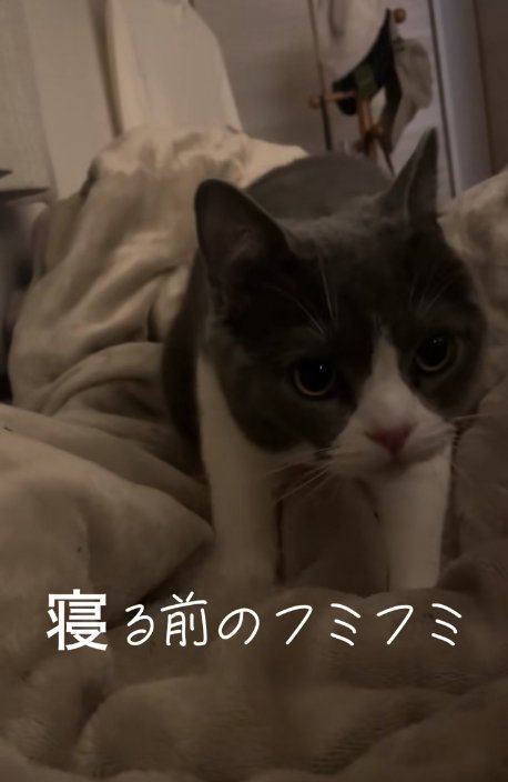 毛布の上にいる猫「寝る前のフミフミ」