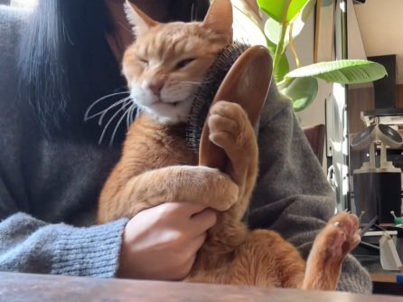 飼い主の膝の上でブラシを握る猫