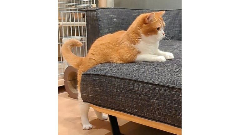 ソファーでくつろいでいた猫