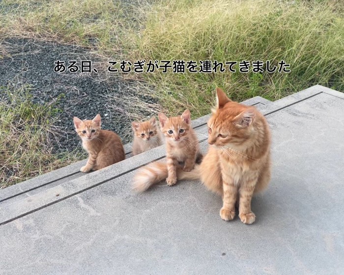 外でお座りする猫の親子