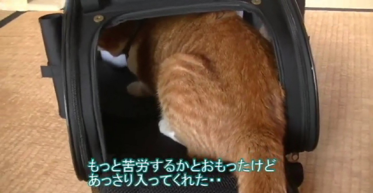 キャリーリュックに頭を入れる猫