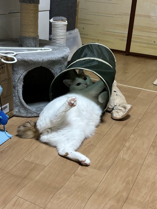 トンネルのおもちゃに入って暴れている猫に注意をする飼い主