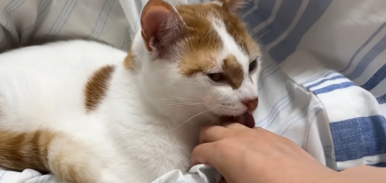 毛づくろいする猫