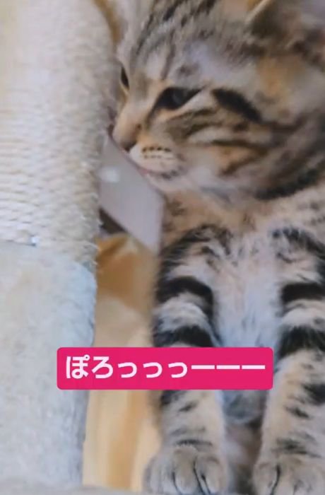 座って横を向き口を開けている猫