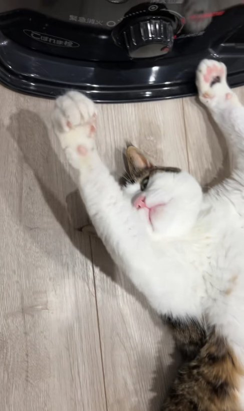 ひっくり返って両手を上に上げている猫の半身