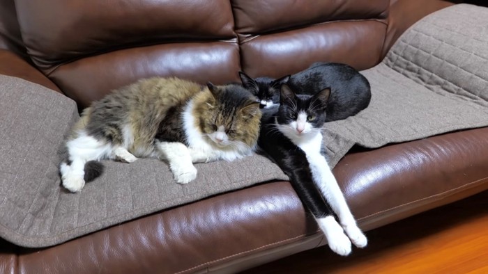 寄り添ってソファに座る3匹