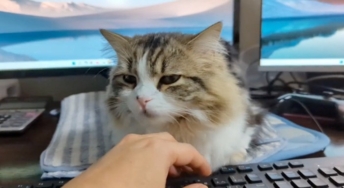 顎の下を撫でる