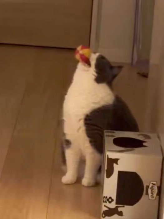 ボールを咥えて上を向く猫