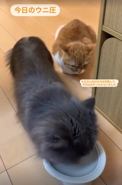 ご飯を食べている猫を見つめる猫